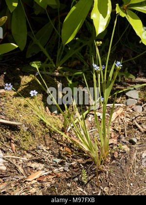 Blue-eyed-herbe, bermudienne provident Sisyrinchium Banque D'Images