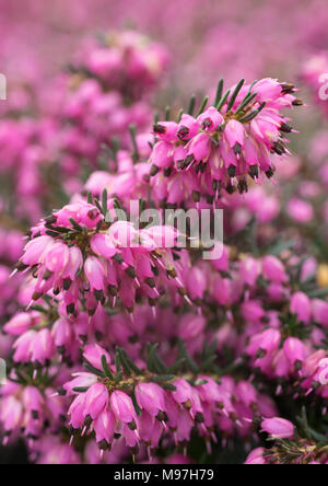 Erica x darleyensis 'Kramer's rote' Banque D'Images