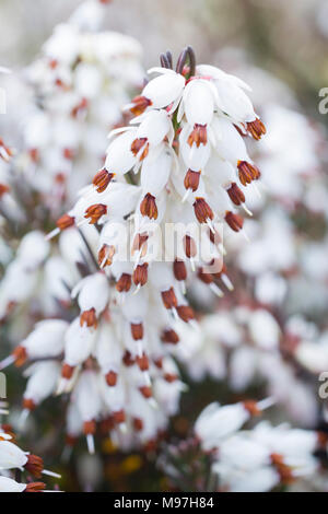 Erica x darleyensis 'Lena' Banque D'Images