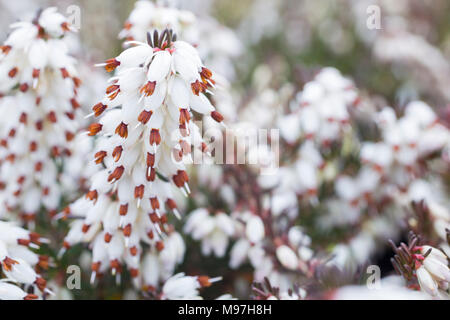 Erica x darleyensis 'Lena' Banque D'Images