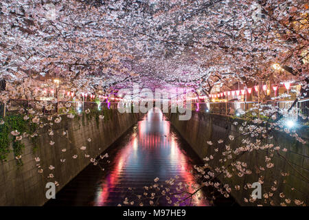 Cherry Blossom bordée de Meguro Canal de nuit à Tokyo, Japon. Printemps en avril à Tokyo, Japon. Banque D'Images