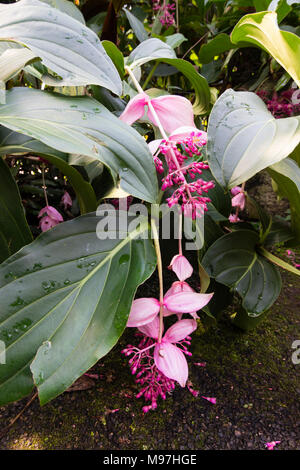 Fleurs roses se dégagent de grandes bractées dans le trille de l'infloresence Medinilla magnifica tropical Banque D'Images