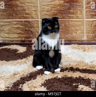 Scottish Fold chat à la tuile mur, beaux chats à thème Banque D'Images