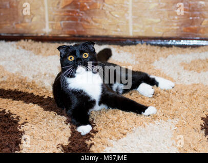 Scottish Fold chat couché par le mur, le thème de beaux chats dans la chambre Banque D'Images