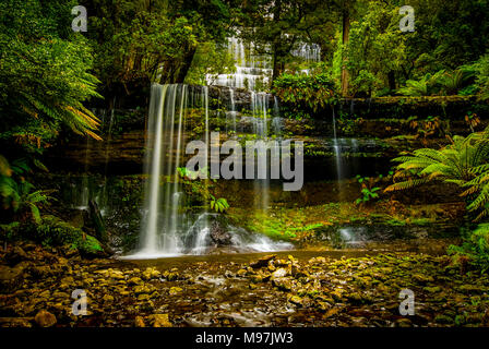 Amérique, Tasmanien, Urwald, Wasserfall, Wasser, Russell Falls, parc national du mont Field Banque D'Images