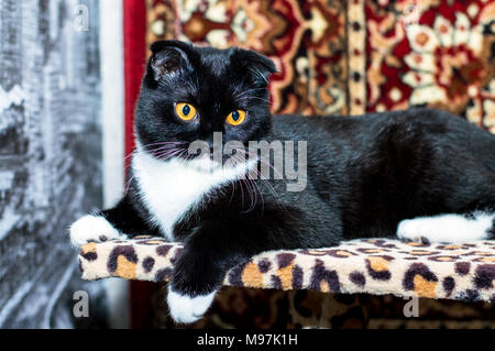 Chat posant sur sa maison, le thème de beaux chats dans la chambre Banque D'Images