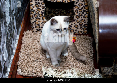 Thai cat triste avec des yeux bleus, de beaux chats en chambre thème Banque D'Images