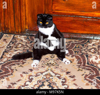 Scottish fold black cat sitting, beaux chats dans la chambre thème Banque D'Images