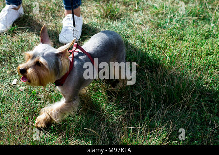 Belle Yorkshire Terrier marche sur l'herbe, le thème de l'chien domestique Banque D'Images