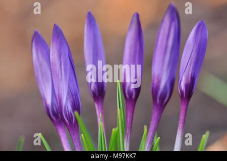 Purple crocus sauvages de groupe libre de bourgeons avec arrière-plan flou lisse Banque D'Images