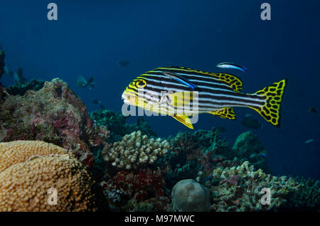 Sweetlips Oriental, Plectorhinchus vittatus, avec cleaner wrasse sur les récifs coralliens dans Ari Atoll, Maldives, océan Indien Banque D'Images