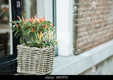 Poivron rouge épicé dans un pot se développe à l'extérieur sur une rue de ville néerlandaise Banque D'Images
