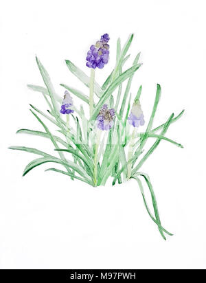 Aquarelle de muscaris Banque D'Images