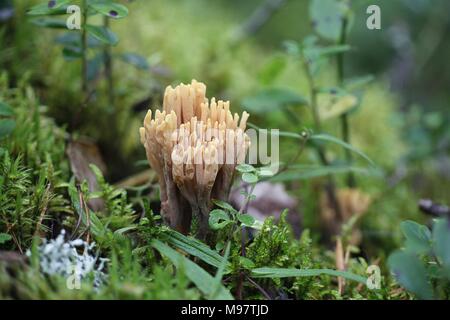 Ramaria testaceoflava, un champignon de corail de Finlande sans nom anglais commun Banque D'Images