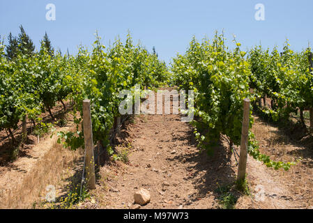 Vignoble Matetic basé à El Rosario Valley, Chili. Banque D'Images