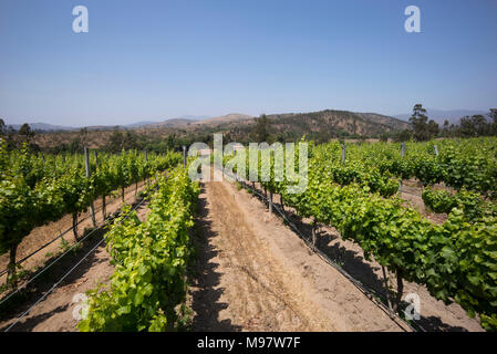 Vignoble Matetic basé à El Rosario Valley, Chili. Banque D'Images