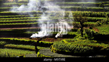 Photo d'une purification des terres agricoles d'vattavada,munnar. Banque D'Images