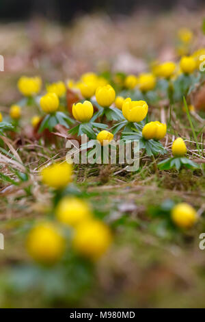Eranthis hyemalis, aconites hiver Banque D'Images