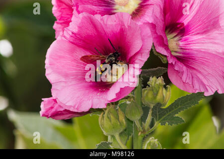 Megascolia maculata, guêpe de mammouth se nourrissant d'une fleur de hollyhocks d'Alcea rose Banque D'Images