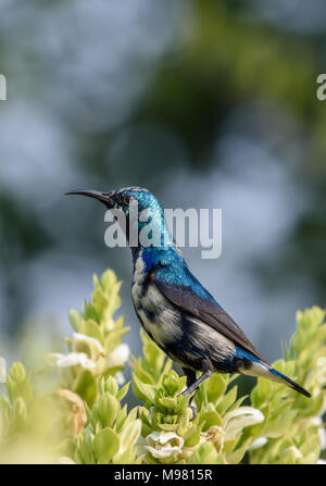 Purple sunbird homme Banque D'Images