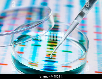 Échantillon d'Adn étant à la pipette dans une boîte de Petri sur les résultats génétiques Banque D'Images