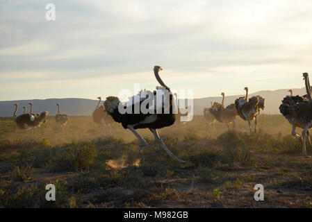 Karoo, Afrique du Sud. Struthio camelus autruche commune ou Banque D'Images