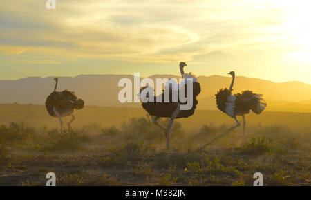 Karoo, Afrique du Sud. Struthio camelus autruche commune ou Banque D'Images