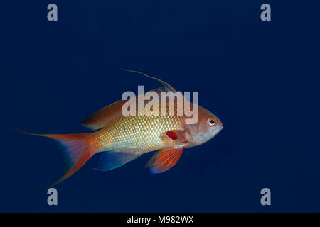 L'Egypte, Mer Rouge, Hurghada, jewel fairy basslet Banque D'Images