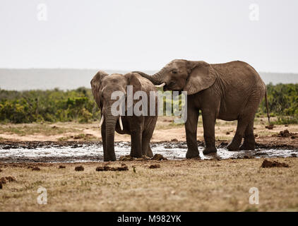 Afrique du Sud, l'Est, Le Cap, l'Addo Elephant National Park, les éléphants d'Afrique, Loxodonta Africana Banque D'Images