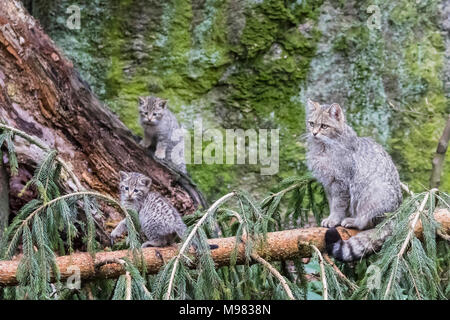 L'Allemagne, le Parc National de la forêt bavaroise, animal site plein air Neuschoenau, chats sauvages, Felis silvestris, mère de jeunes animaux animal Banque D'Images