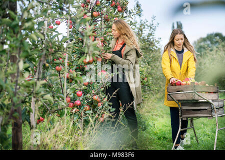 Deux femmes la récolte des pommes dans un verger Banque D'Images
