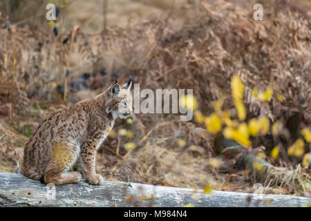 L'Allemagne, le Parc National de la forêt bavaroise, animal site plein air Ludwigsthal, Lynx Boréal Lynx lynx , Banque D'Images