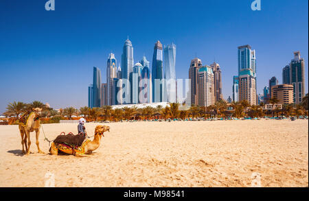 Les chameaux sur la plage de Jumeirah et de gratte-ciel dans le contexte ,Dubai, Émirats Arabes Unis Banque D'Images