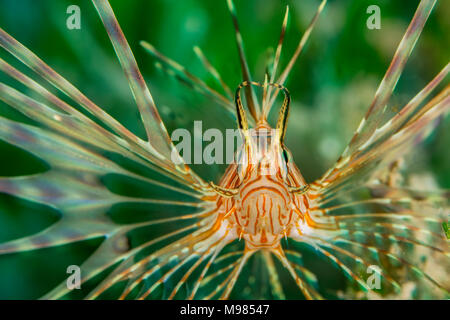 L'Egypte, Mer Rouge, Hurghada, poisson lion indien Banque D'Images