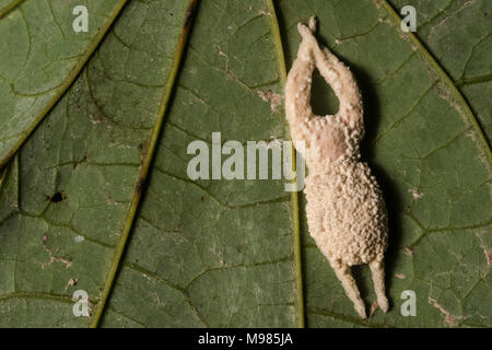 Une araignée dont le corps a été enlevé par un champignon parasite, l'araignée est maintenant mort et produisant des spores. Au Pérou. Banque D'Images