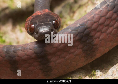 Le Tropical télévision serpent (Siphlophis compressus) est un habitant de la forêt tropicale du centre d'Amérique du Sud, il se nourrit de lézards. Banque D'Images