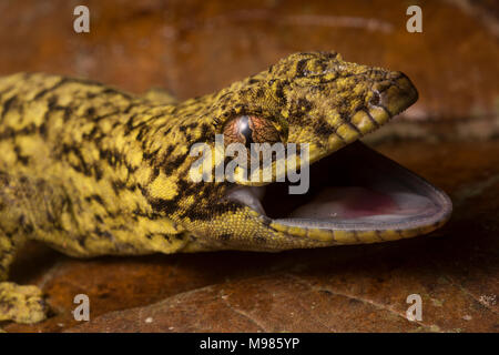 Un navet du Sud en colère (Thecadactylus solimoensis gecko à queue) du Pérou. Banque D'Images