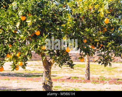 Orange petit arbre qui pousse dans la région de l'Alentejo, Esporao Portugal Banque D'Images