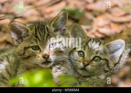 L'Allemagne, le Parc National de la forêt bavaroise, animal site plein air Neuschoenau, chats sauvages, Felis silvestris, les jeunes animaux Banque D'Images