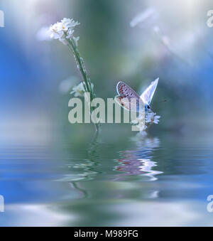 Papillon Magique bleu au-dessus de l'eau et de fleurs sauvages.Fantasy Wallpaper.Water Reflections.photographie artistique. Banque D'Images