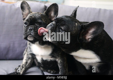 Bouledogue français frères Banque D'Images