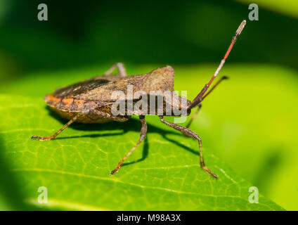 Un plan macro sur un quai bug assis sur une feuille verte. Banque D'Images