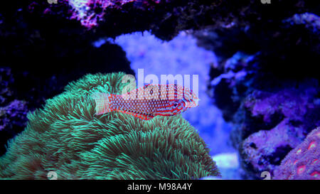 Poissons napoléons Leopard ornementé dans coral reef aquarium tank Banque D'Images