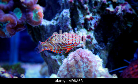 Poissons napoléons Leopard ornementé dans coral reef aquarium tank Banque D'Images