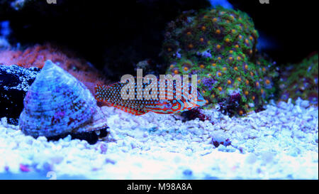 Poissons napoléons Leopard ornementé dans coral reef aquarium tank Banque D'Images