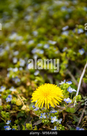 Fleurs pourpre Aubretia (Aubrieta deltoidea) dans le jardin qui couvre le sol de fleurs de pissenlit dans l'avant-plan. Banque D'Images