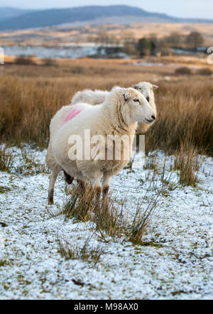 Moutons Herdwick à Noth Pays de Galles en hiver au coucher du soleil. Les moutons ont une teinte orange en raison d'un coucher de soleil. Les moutons sont dues à l'agneau bientôt. Banque D'Images