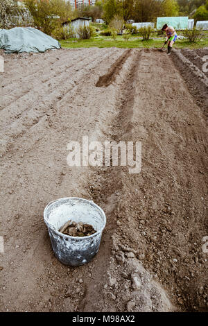 Femme prépare la terre pour la plantation avec outil de charrue au printemps. L'agriculture biologique. Banque D'Images