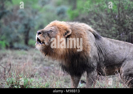 Lion mâle humide en colère en rugissant la pluie. Banque D'Images