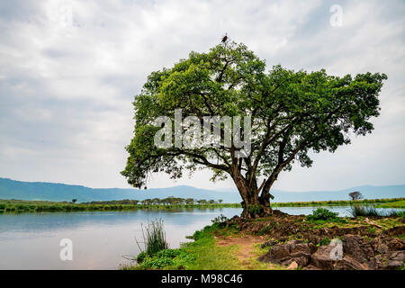 Superbe paysage de savane Banque D'Images